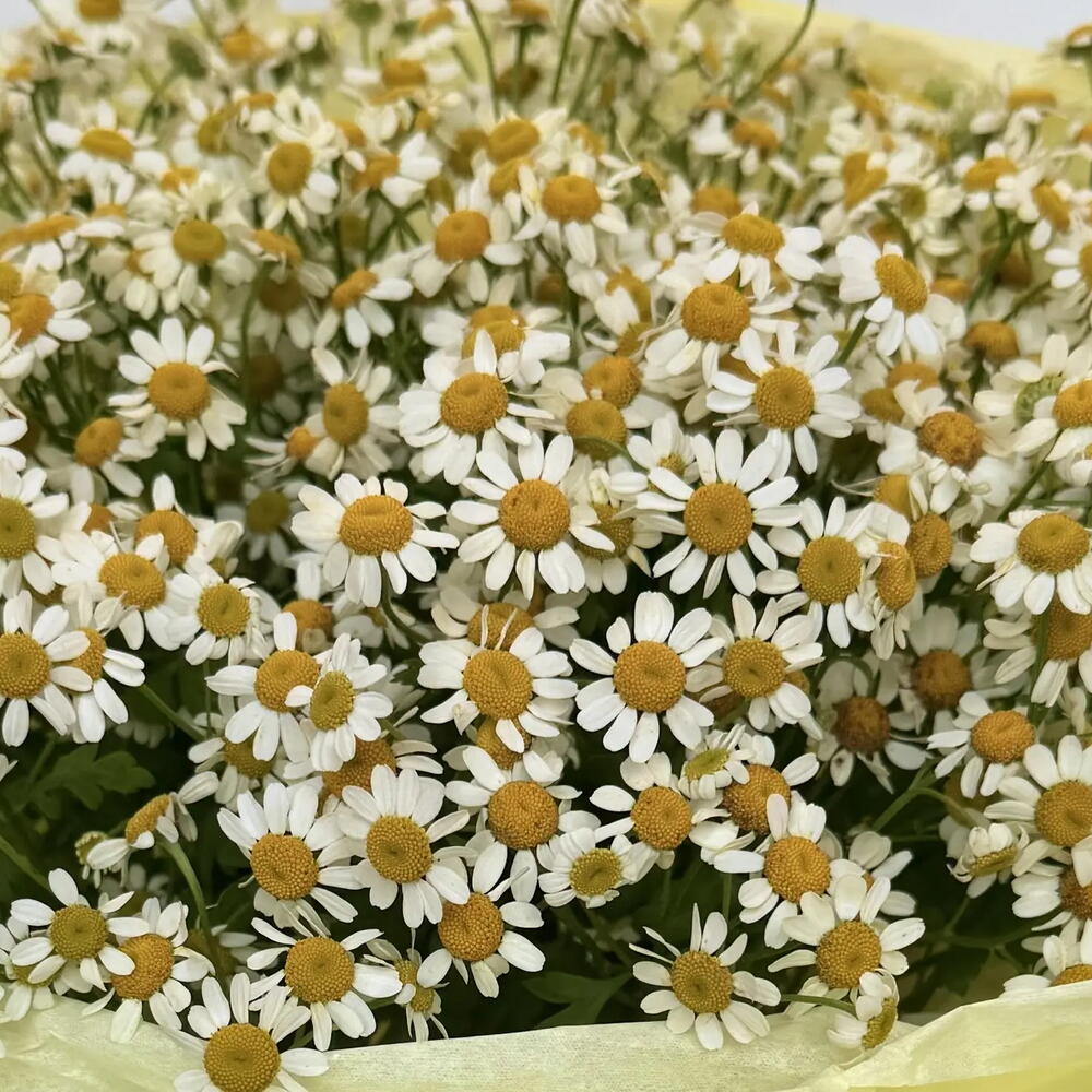 Букет ромашек