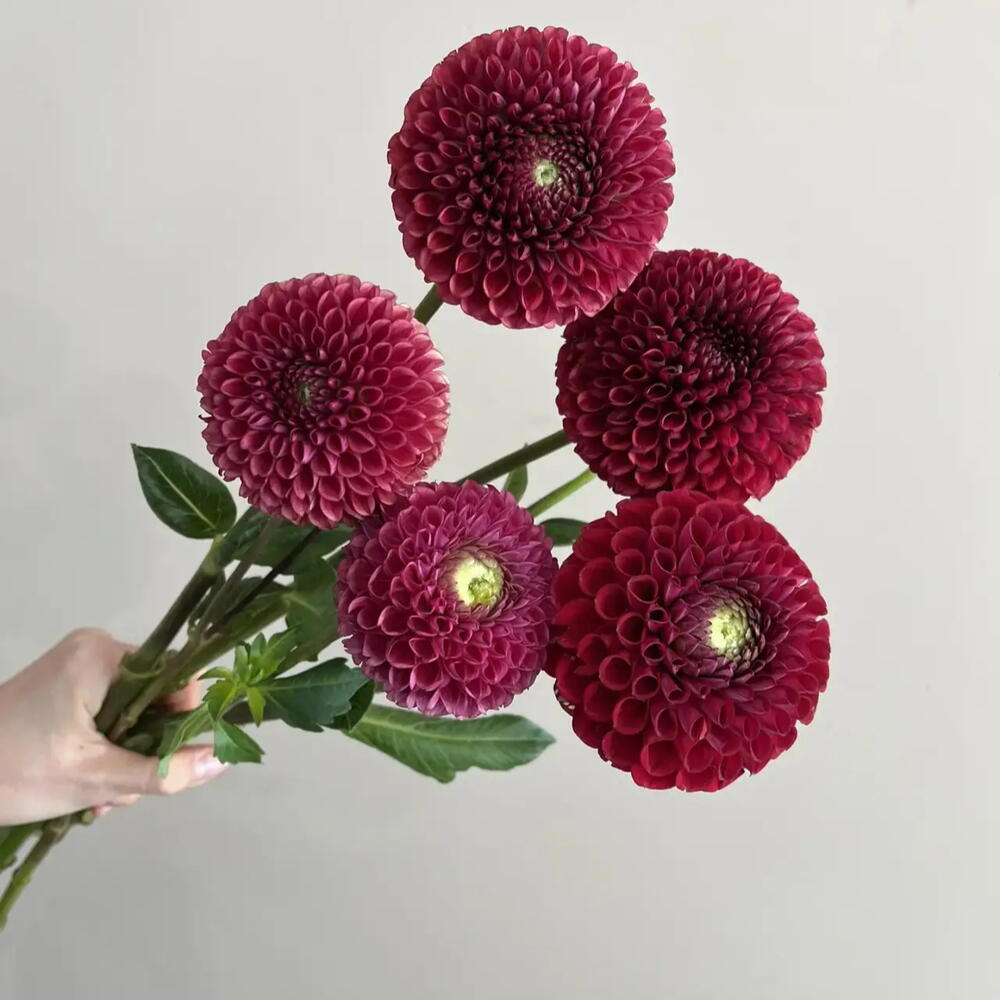 Георгины 5шт