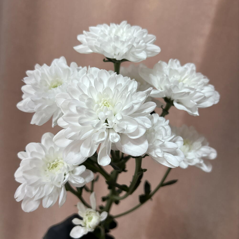 Хризантема кустовая Алтай премиум класса 🌷