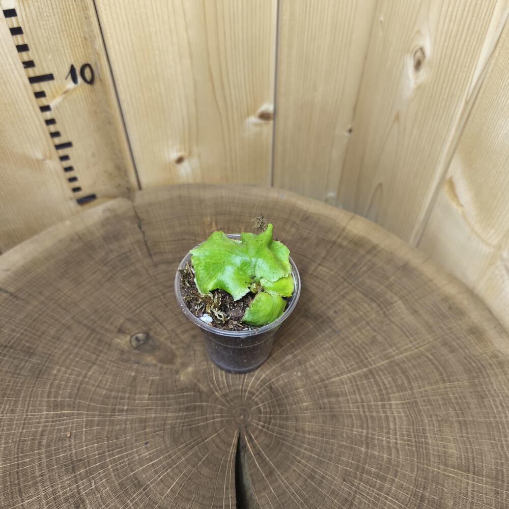 Платицериум Ридли Platycerium Ridleyi