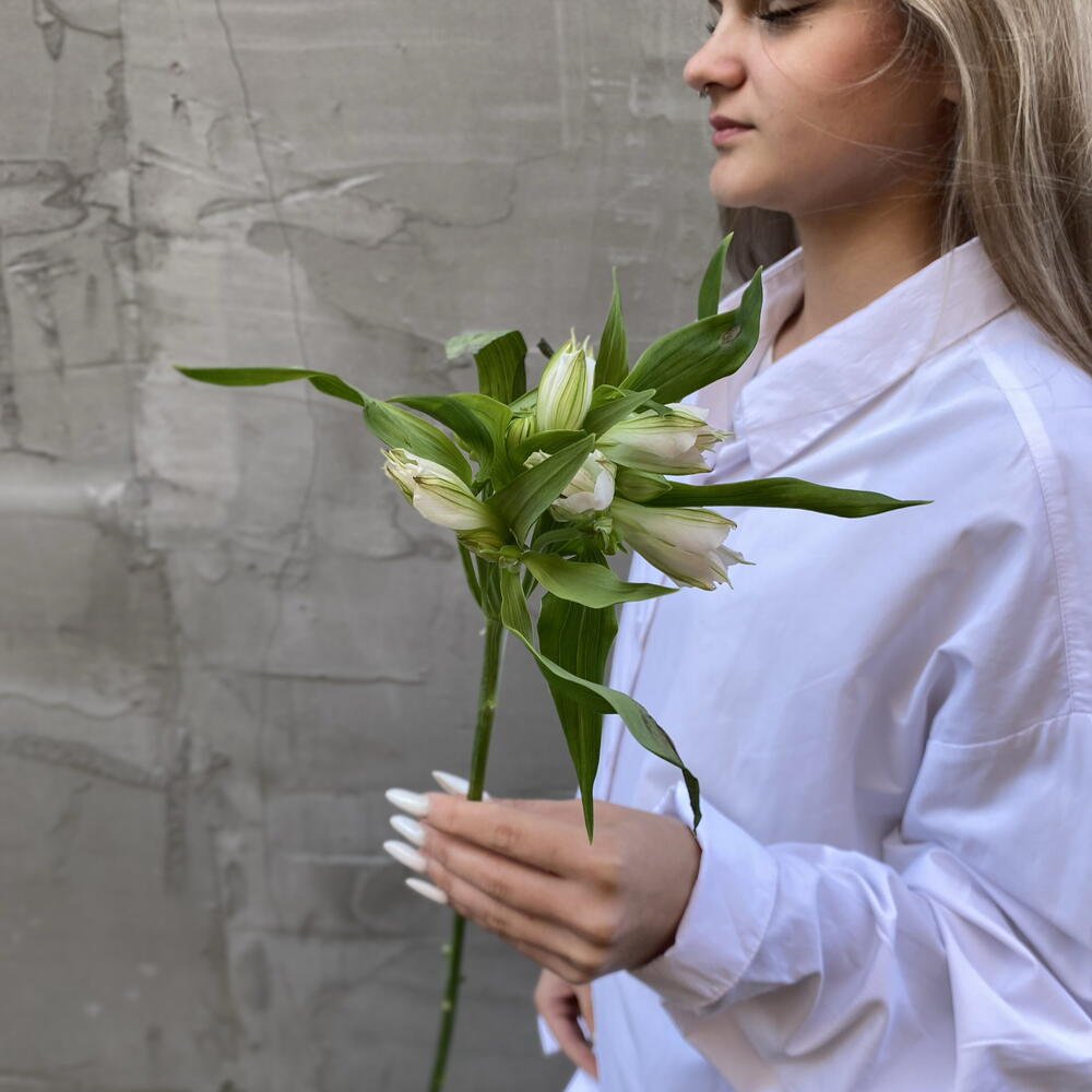 Альстромерия