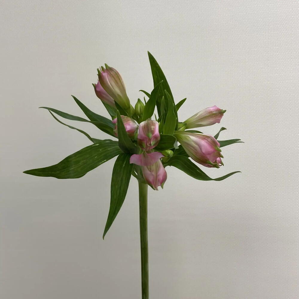Альстромерия Pink Floyd / Alstroemeria Pink Floyd