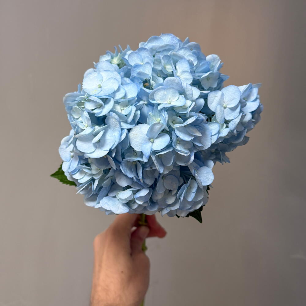 Blue Hydrangea