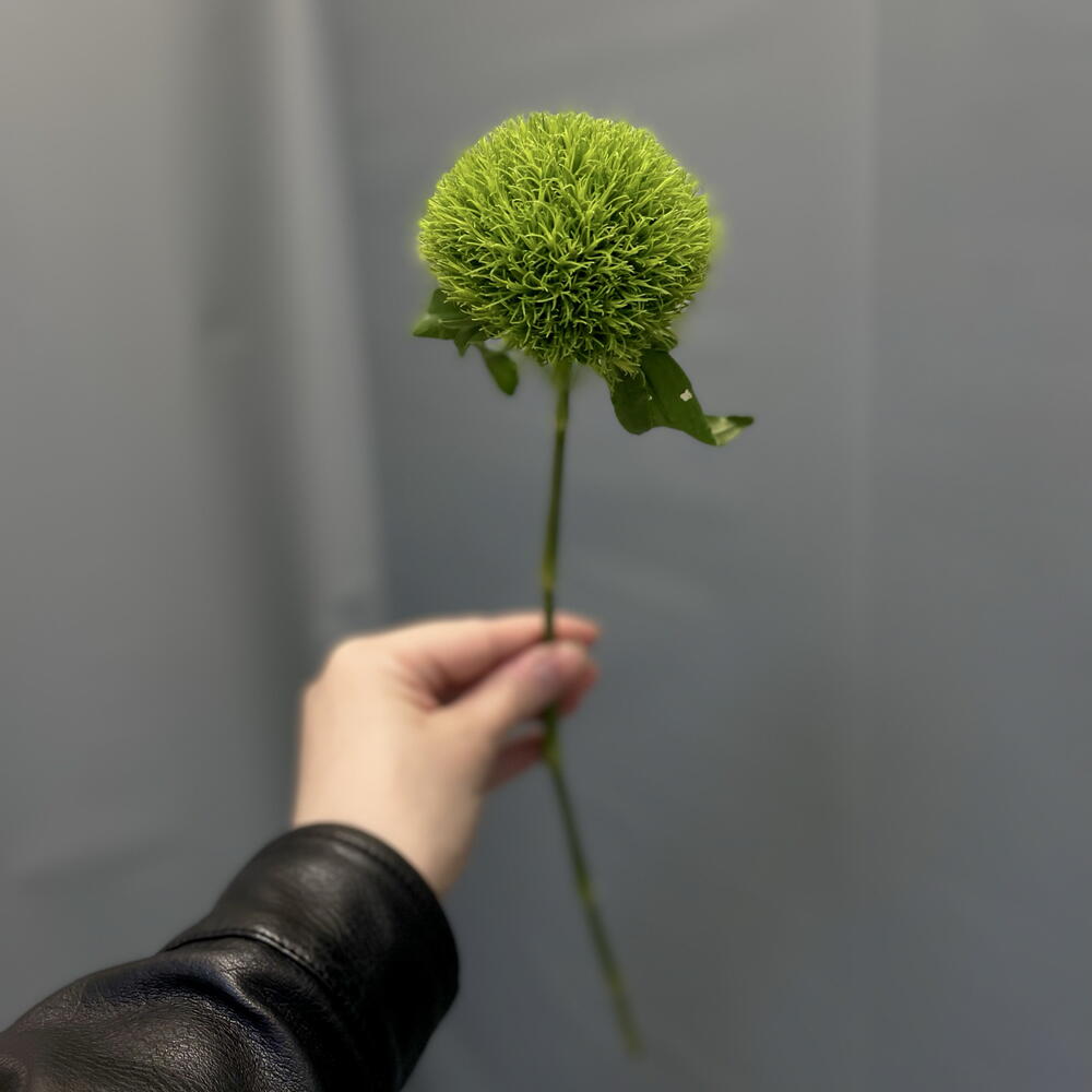 Гвоздика «Green Trick»