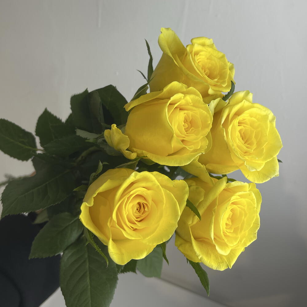 Розы жёлтые 💛 5