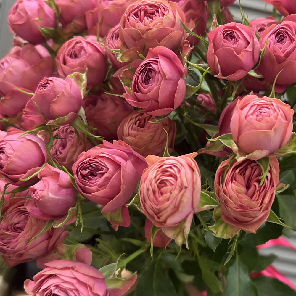 Розы кустовые💞