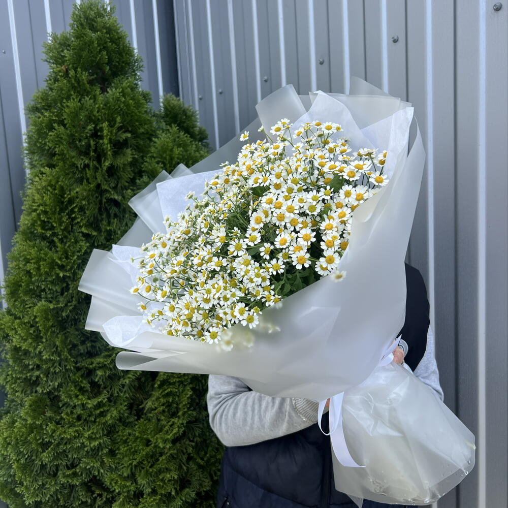 Ромашка полевая 😍