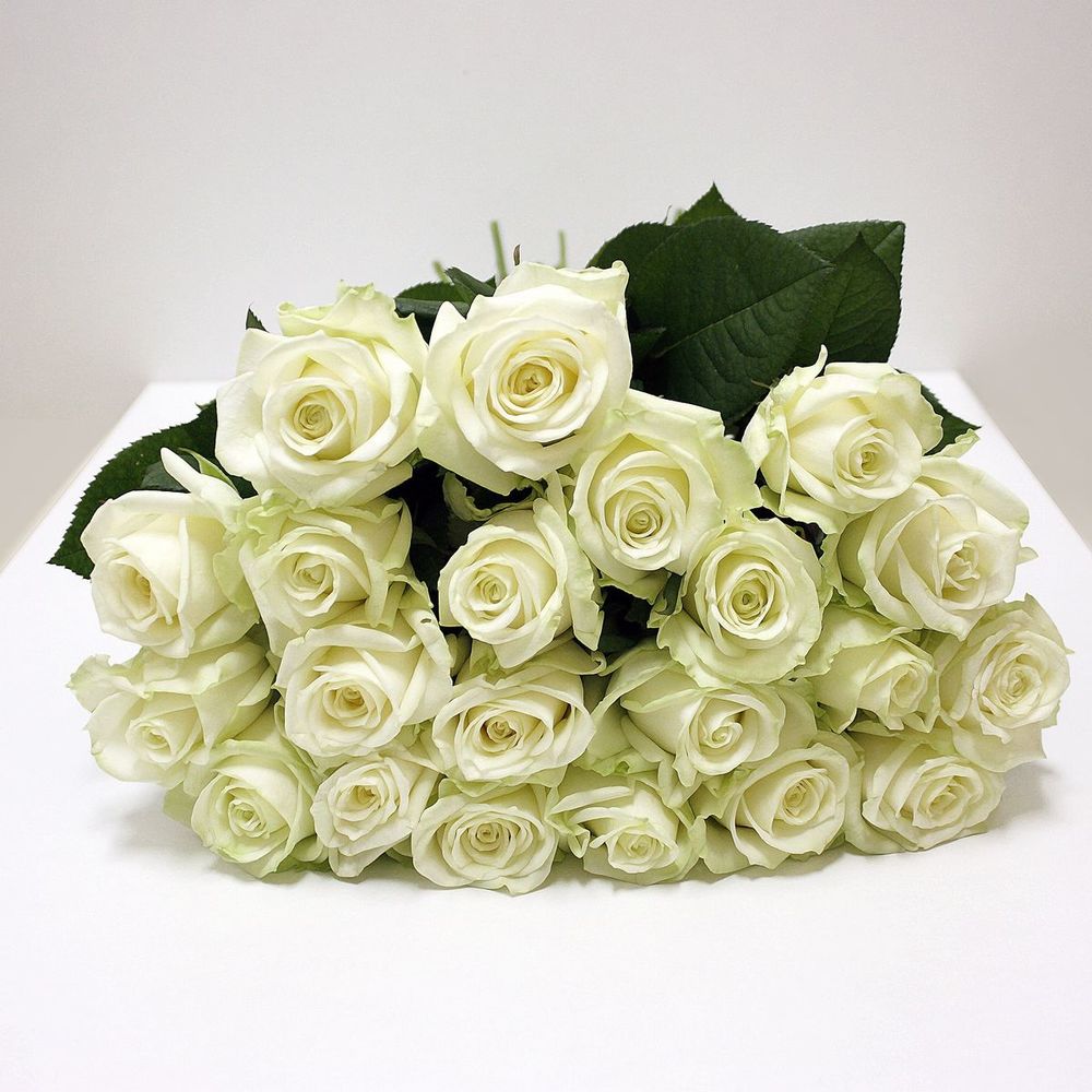 Белая роза характер человека цветы с доставкой балаково