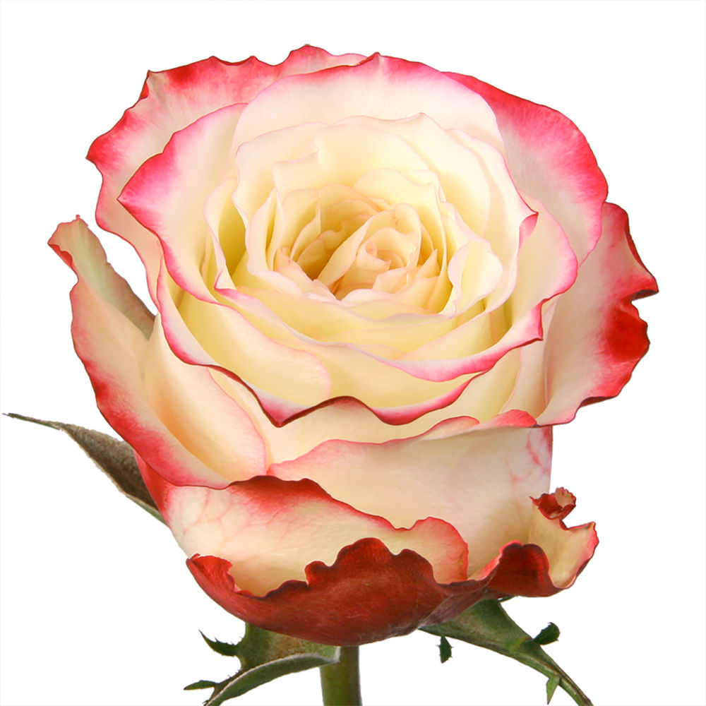 Рогоза роза эквадор