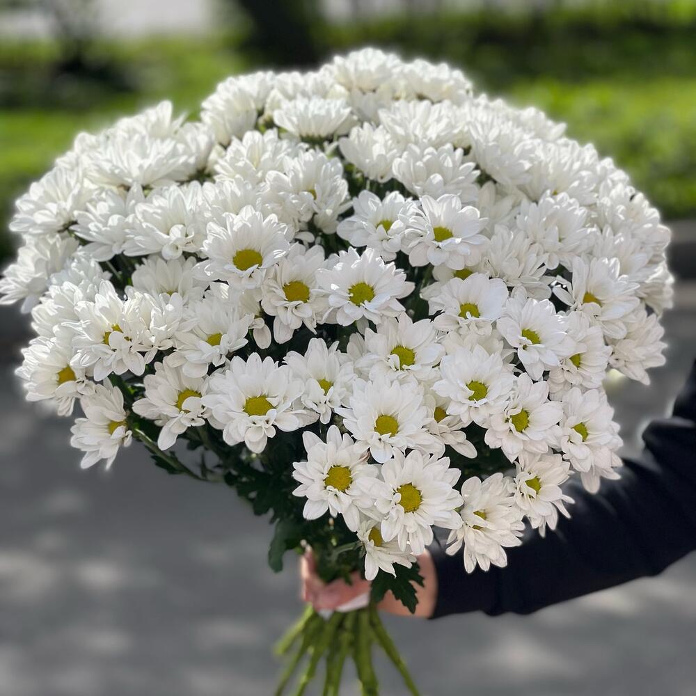 Объемный Букет с Белоснежными Кустовыми Хризантемами. Цветы Красноярск