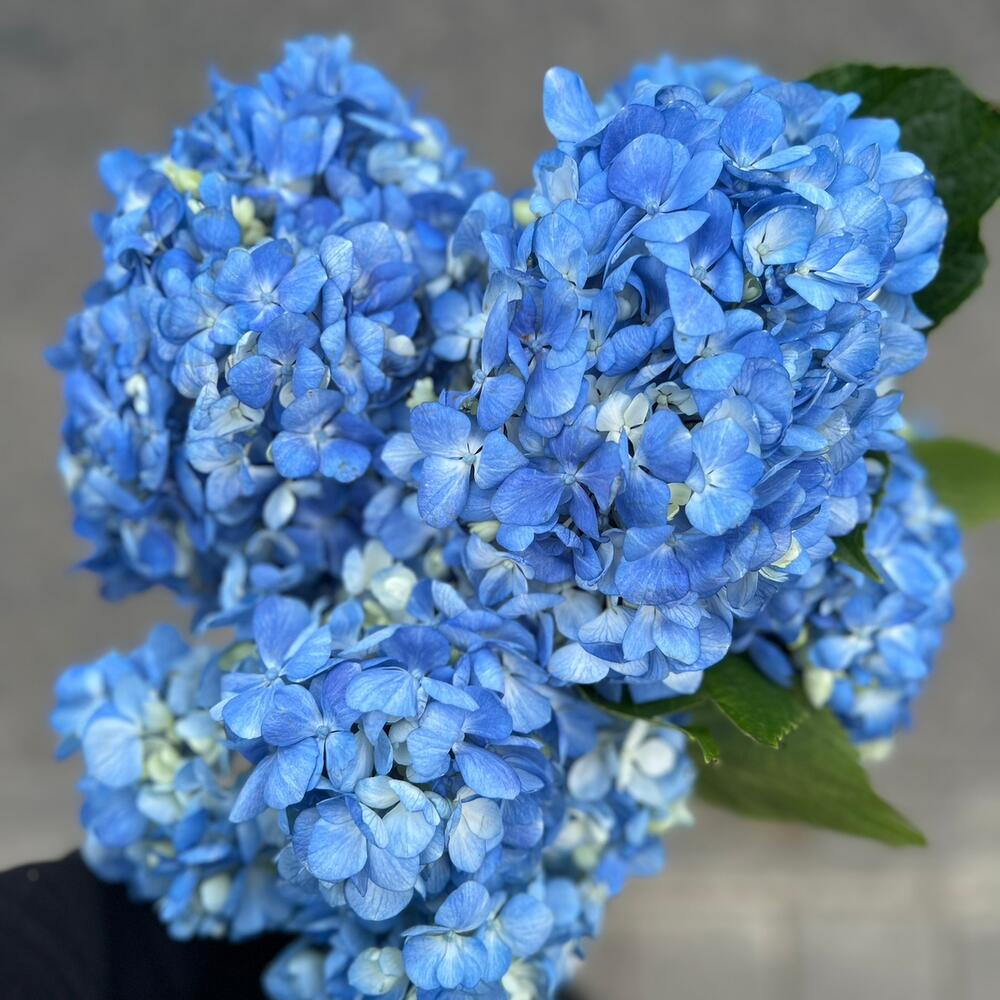 Blue Breeze