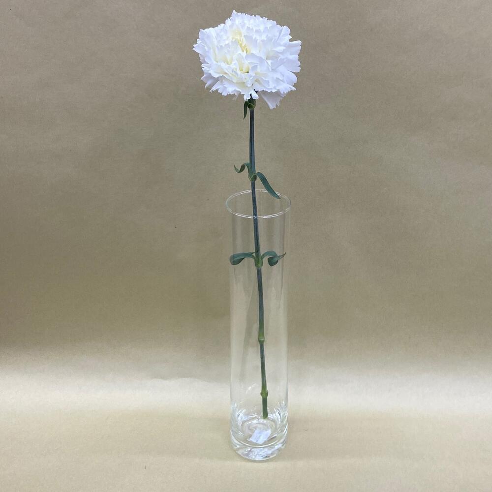 White dianthus