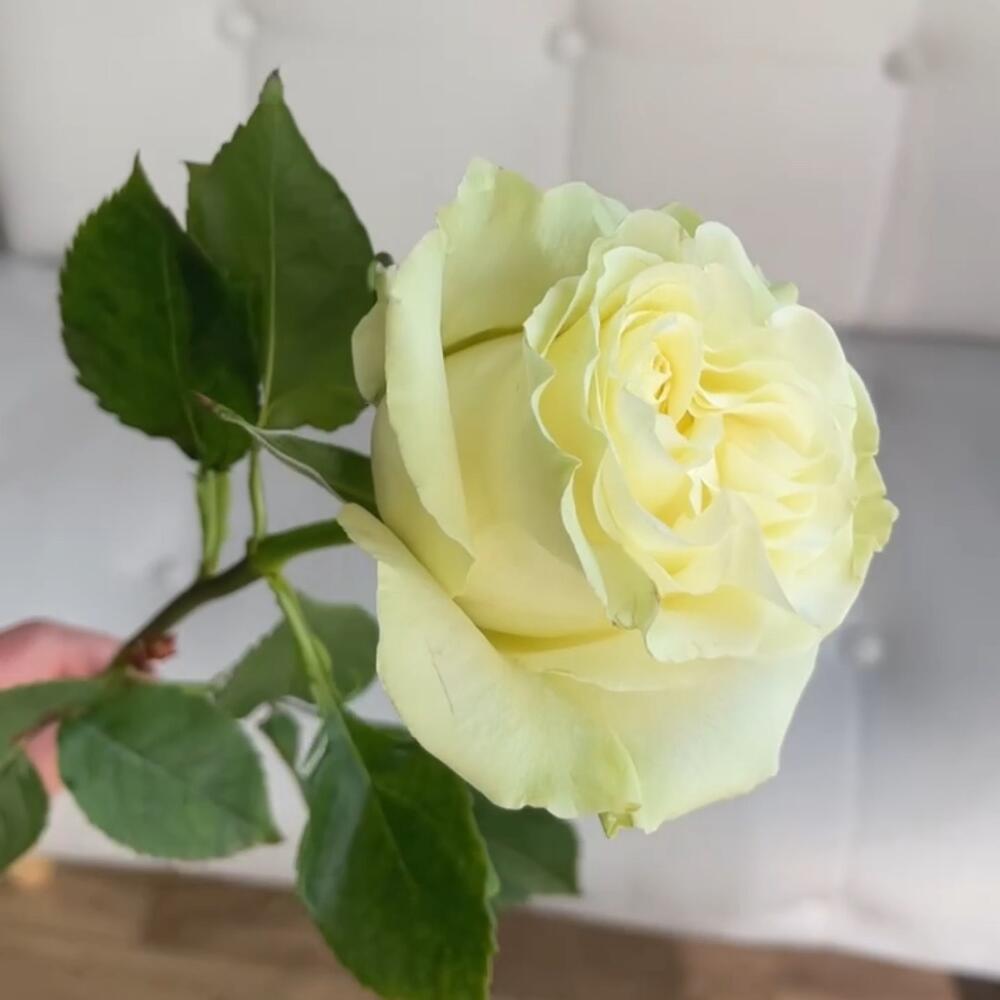Роза Мондиаль 50см