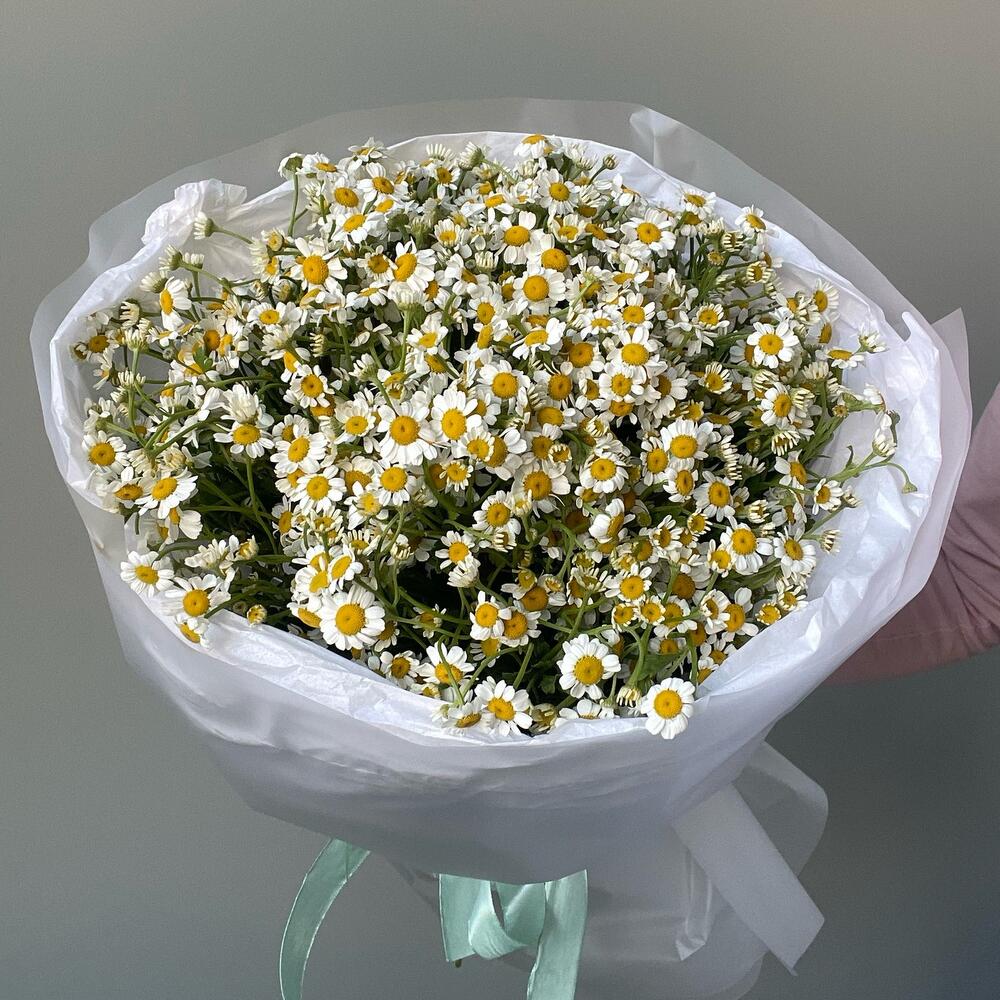 21 кустовая ромашка💛🤍