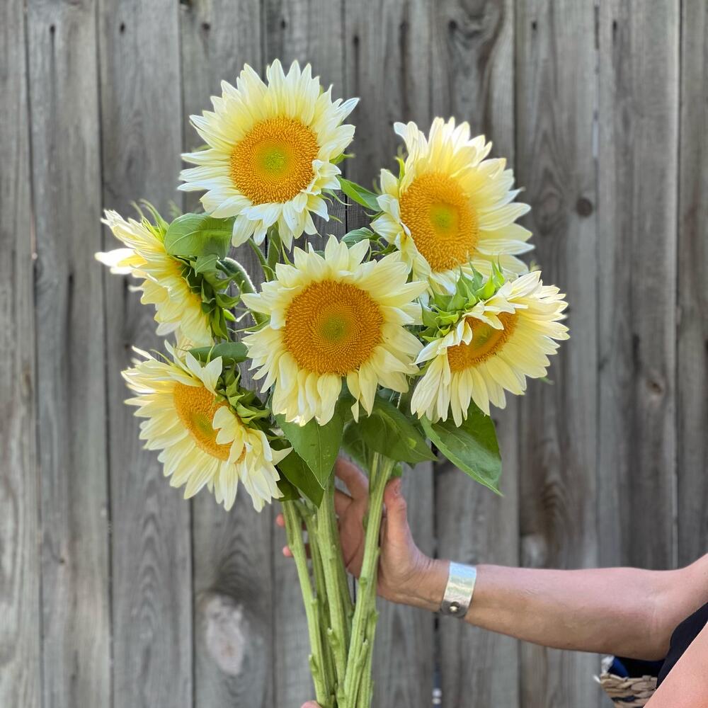 🌻Гелиантус подсолнух цветы подарок женщине, любимой девушке, жене, маме