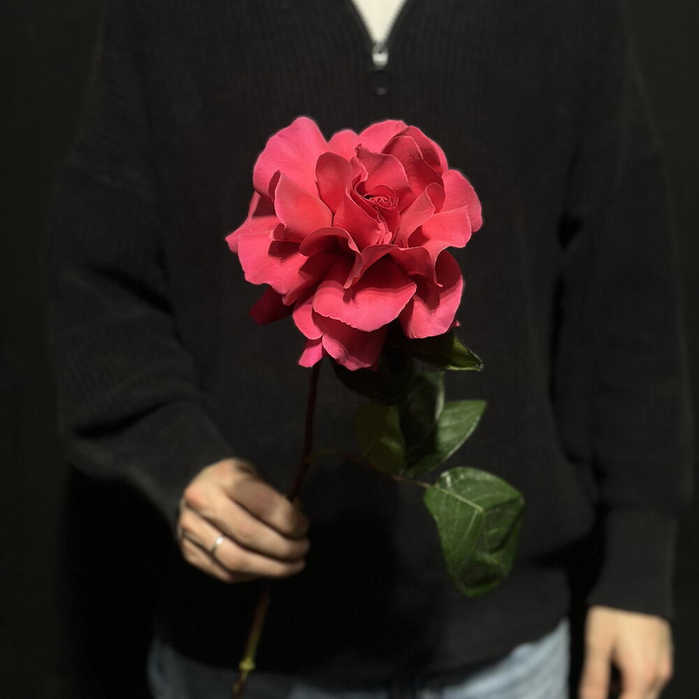 Французская Роза Pink