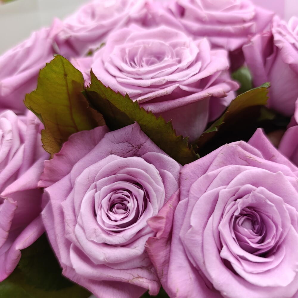 💜розы сиреневые
