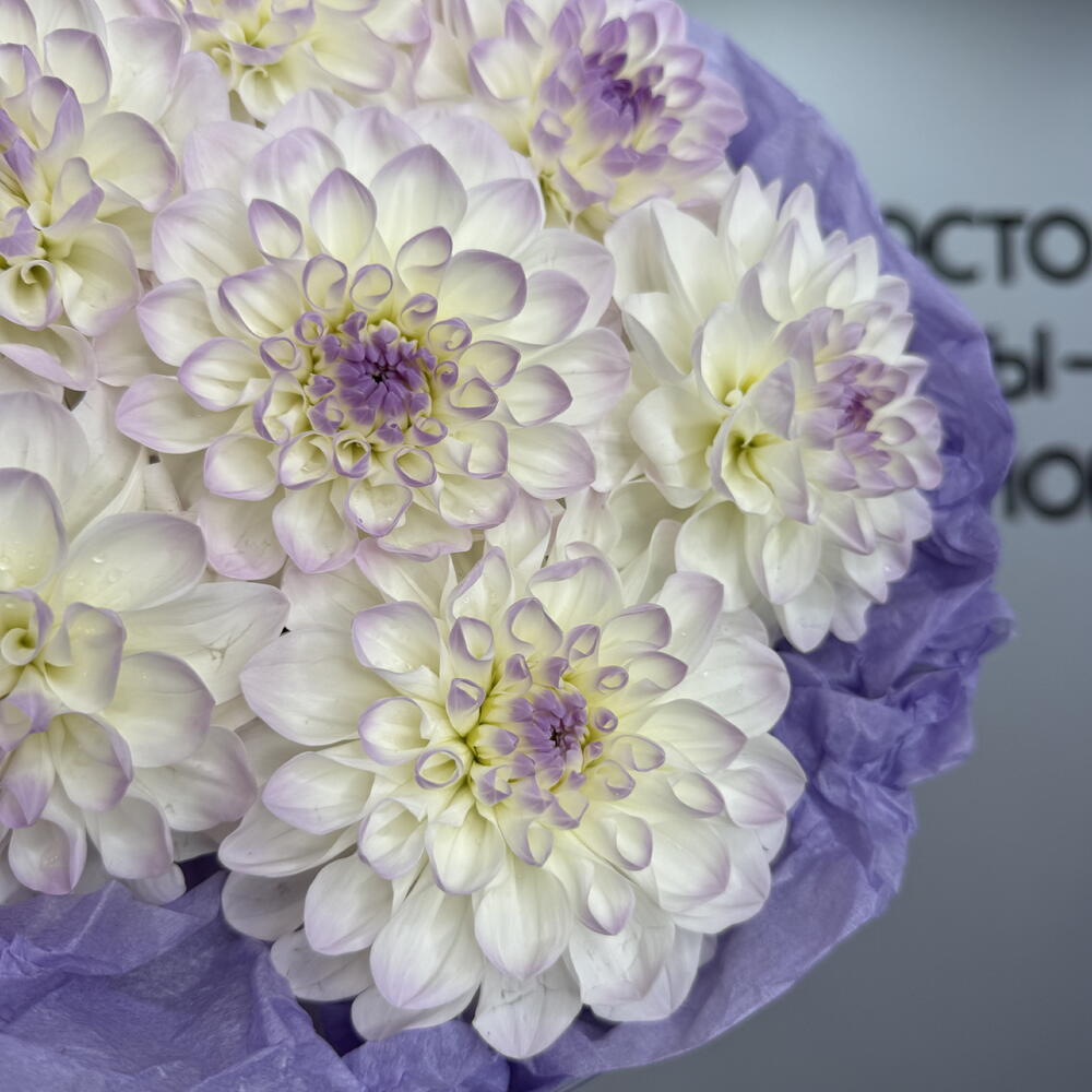 Сезонные георгины