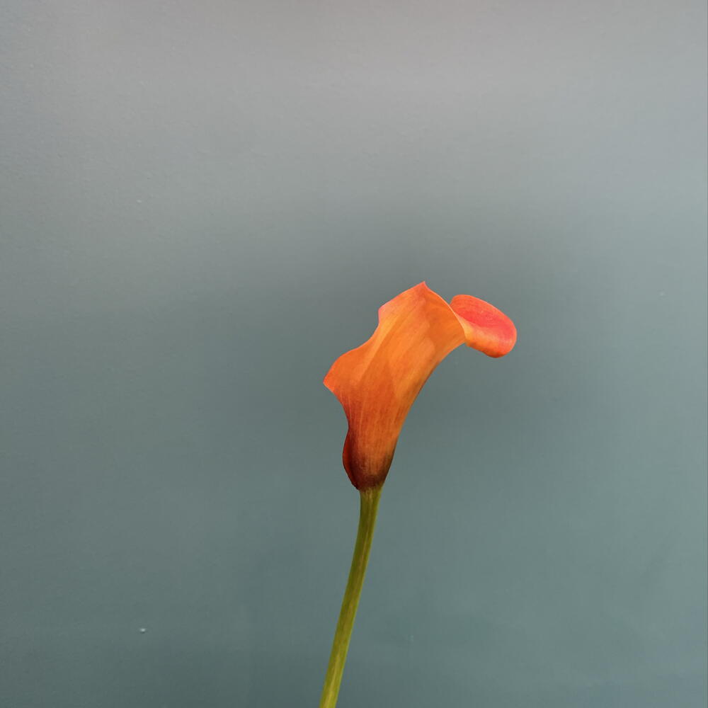 Калла