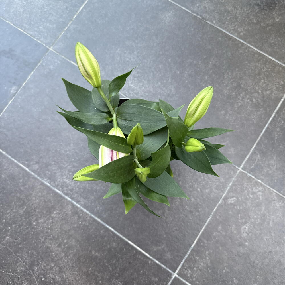 Лилия / Lilium