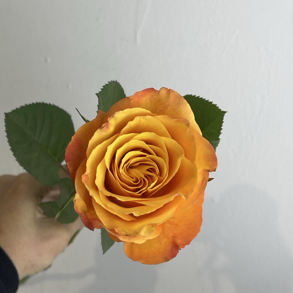 Роза рыжая 🧡