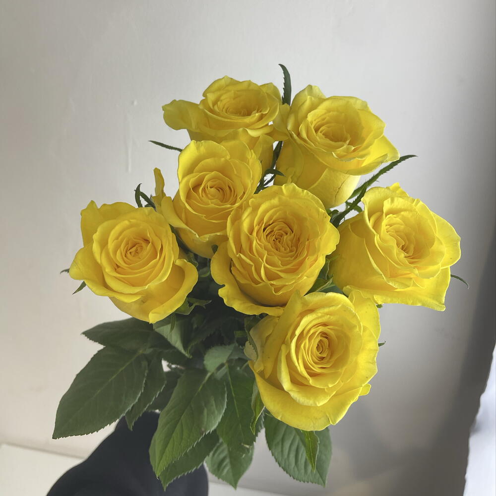 Розы жёлтые 💛 7