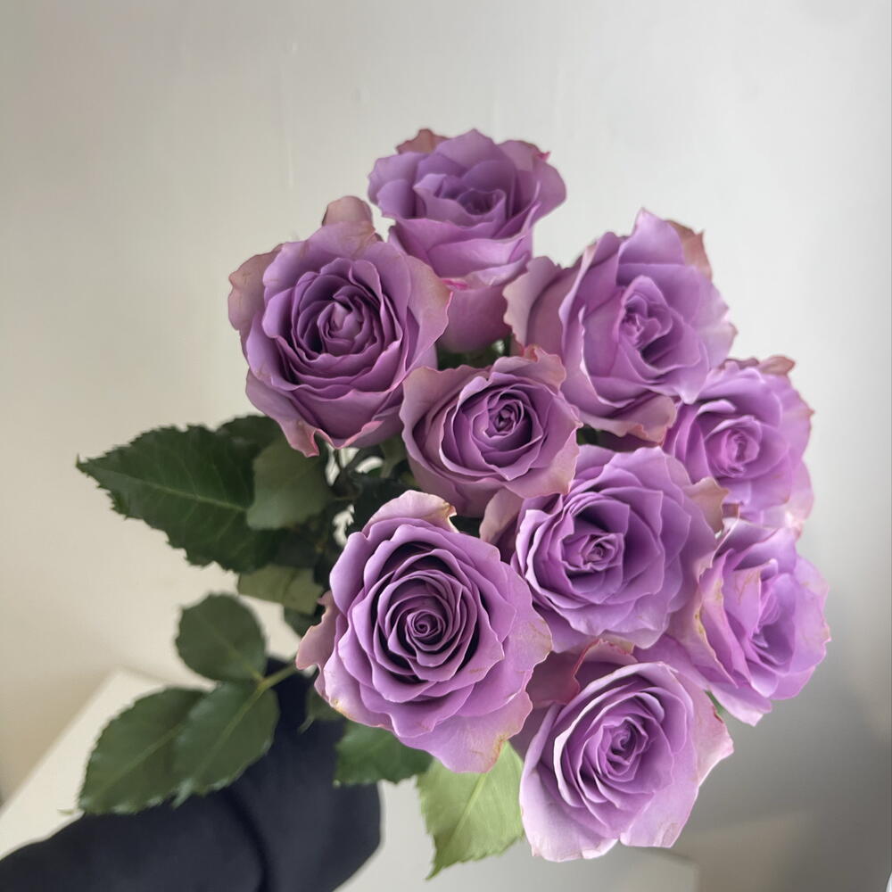 Розы фиолетовые 💜 9