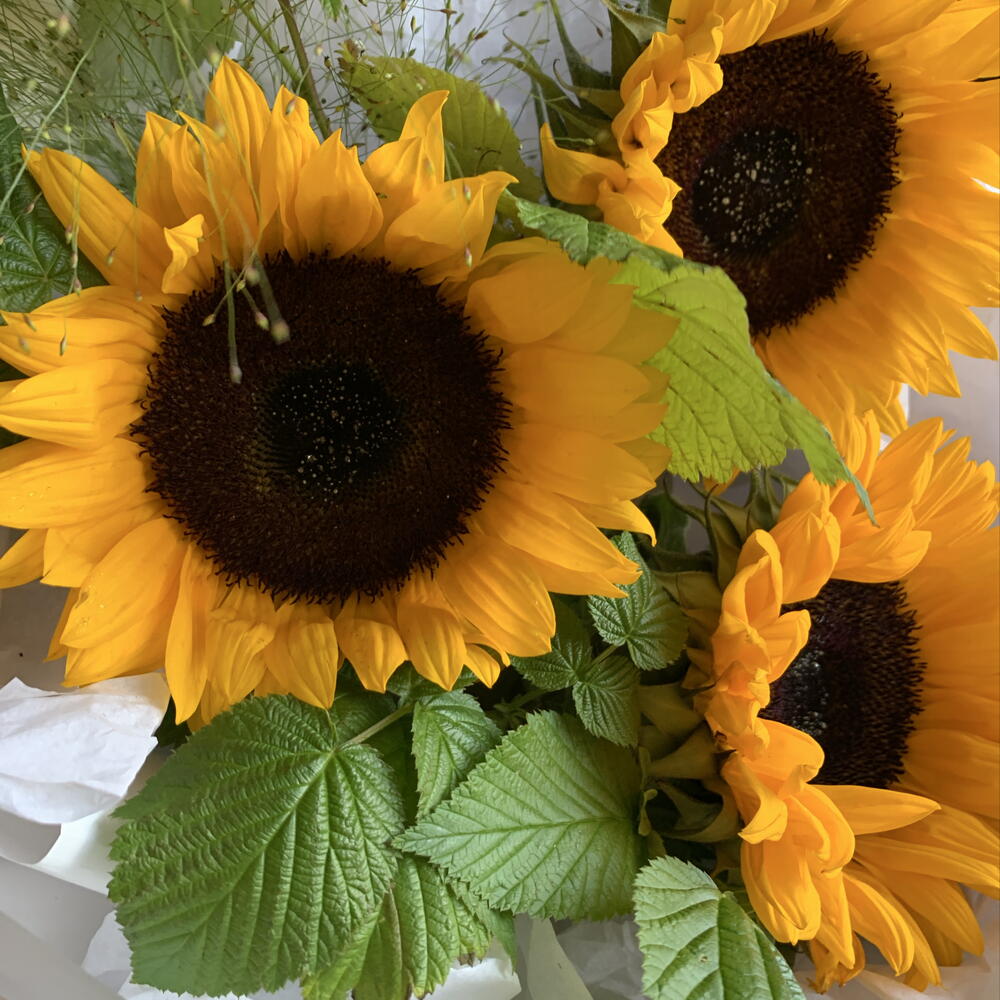 Букет подсолнухов 🧡