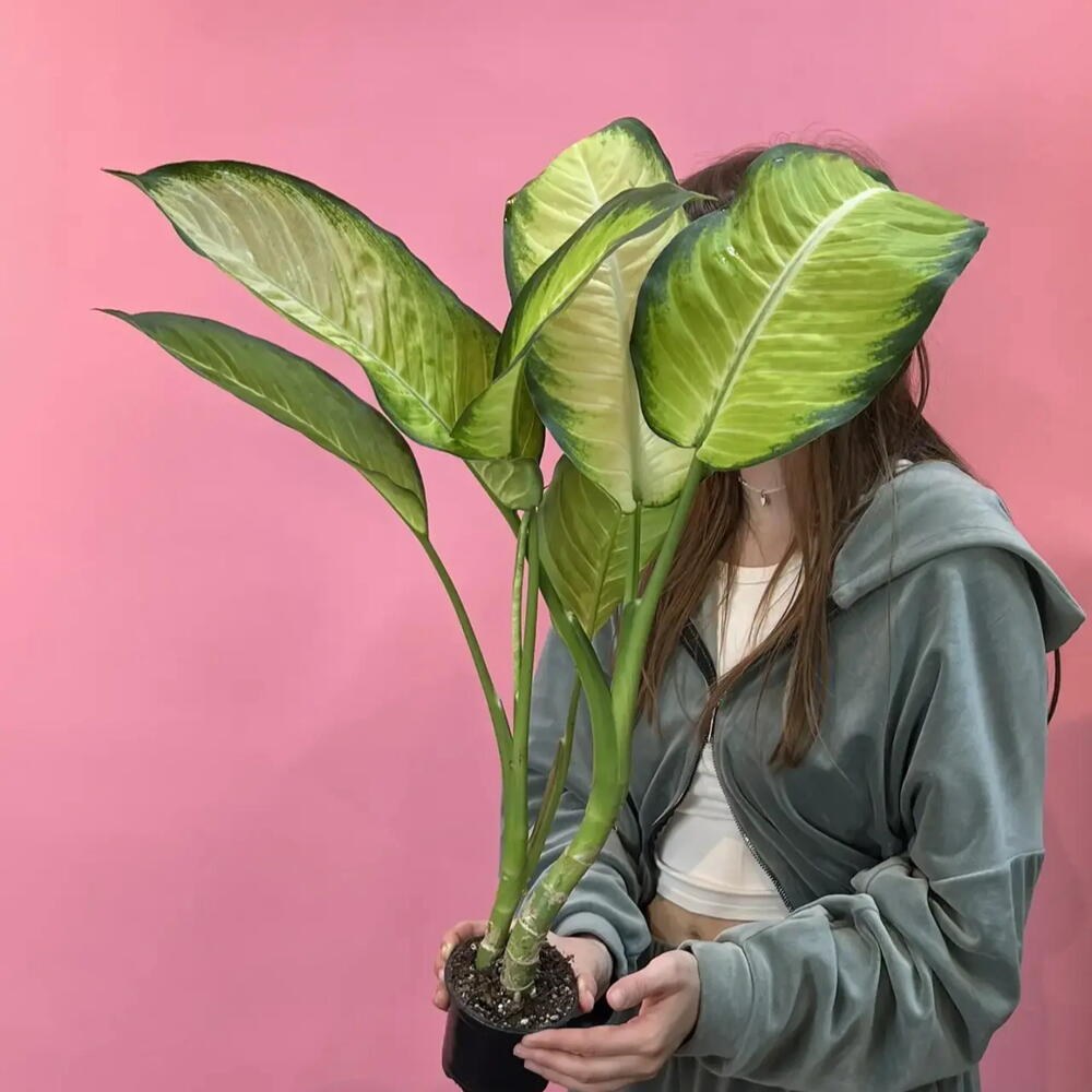 Диффенбахия 💚