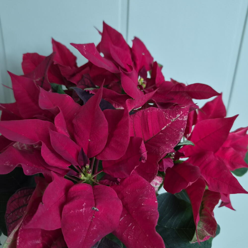 Poinsettia