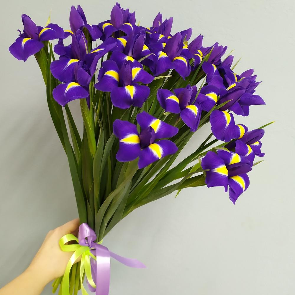 25 синих ирисов