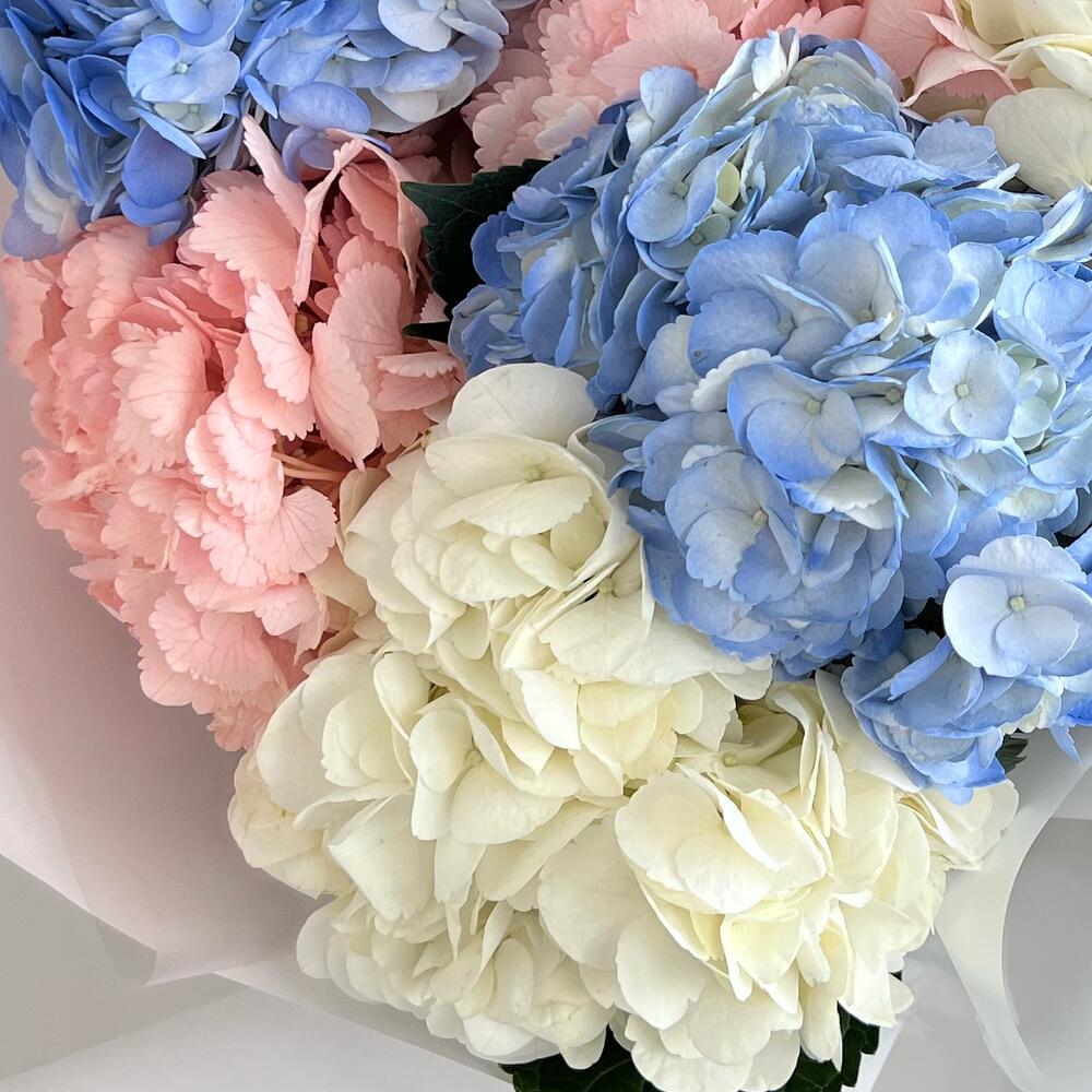 Гортензия  🌸😍