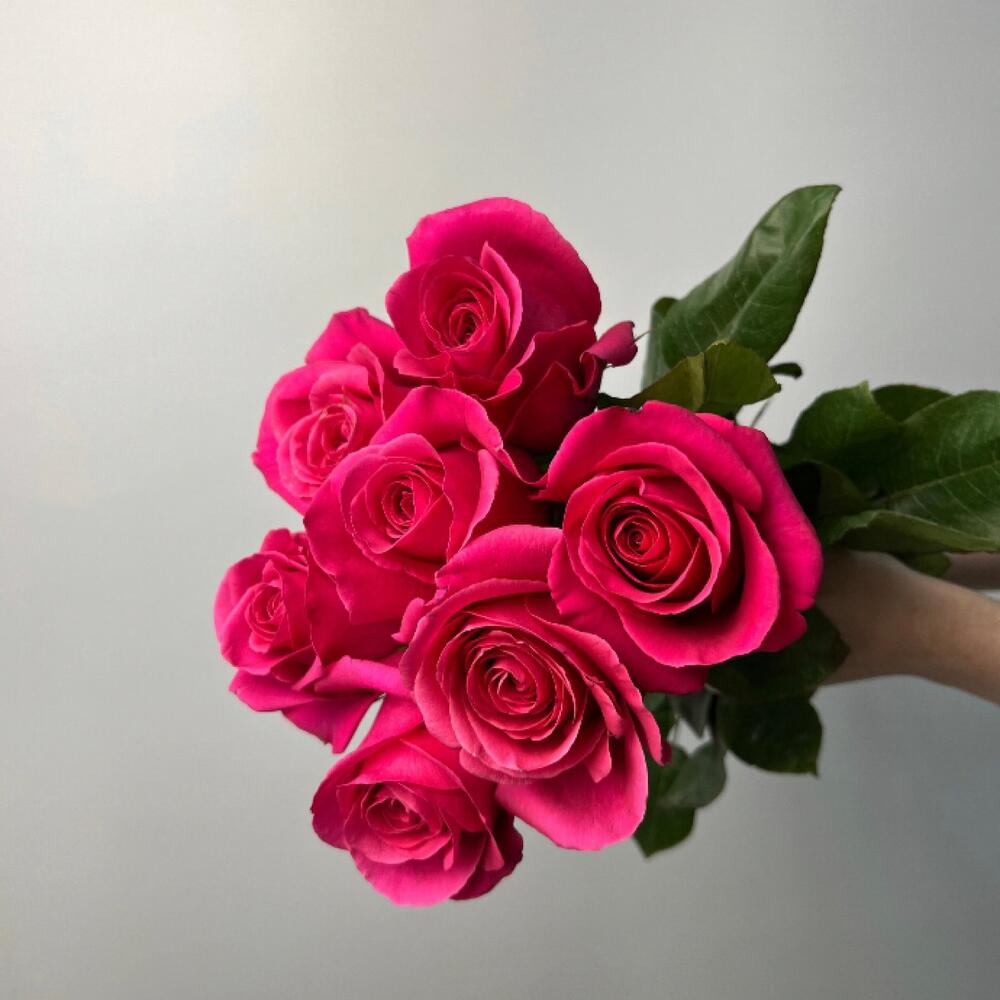 Роза Пинк флойд 7 шт