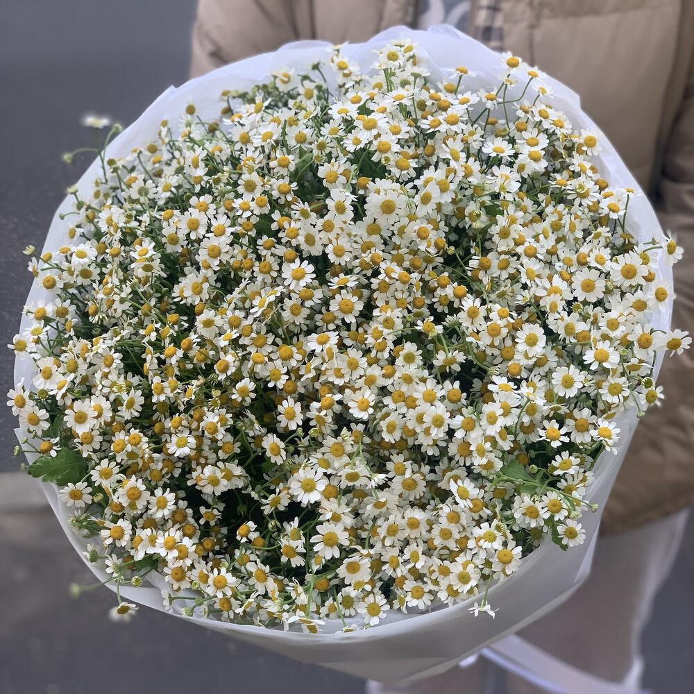 Ромашки
