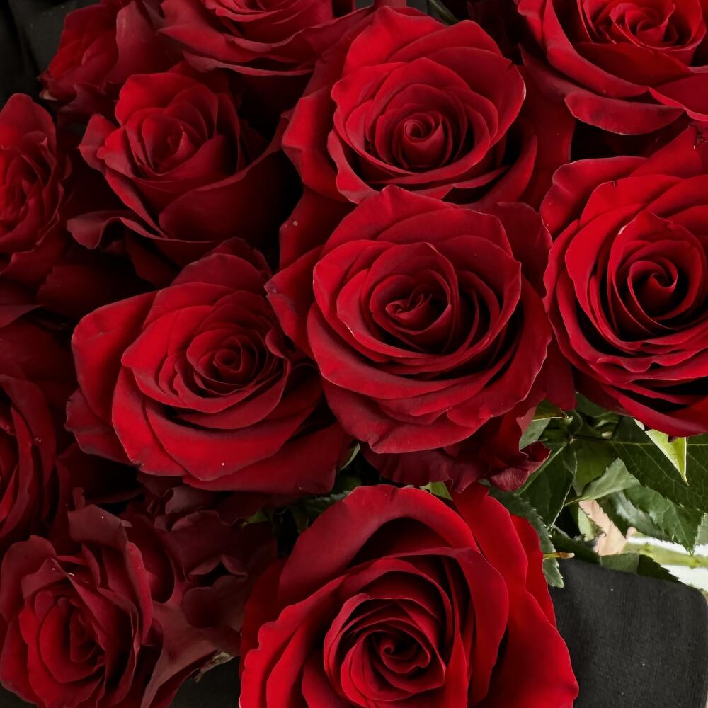 Красные розы импорт 🌹Элегантный поцелуй🌹