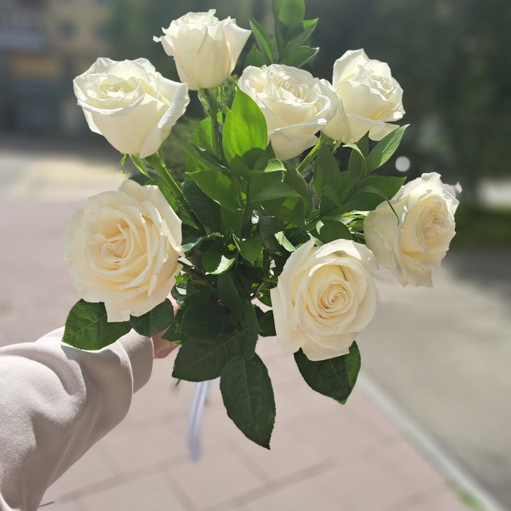 7 белых роз сорта Венделла