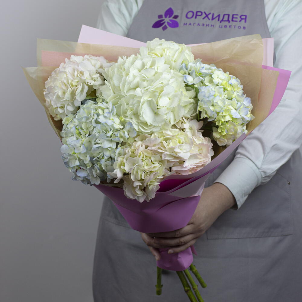 5 гортензий "Джамбо"