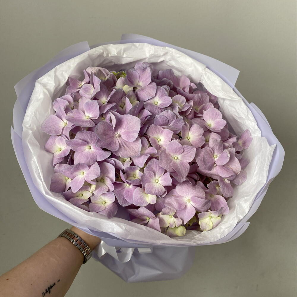 Лиловая гортензия
