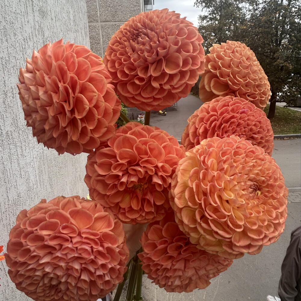 Георгины