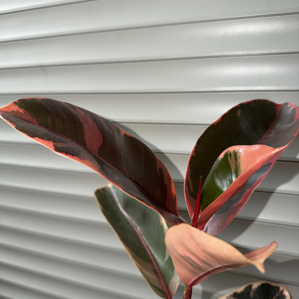 🌿 Фикус эластика ‘Belize / Ruby