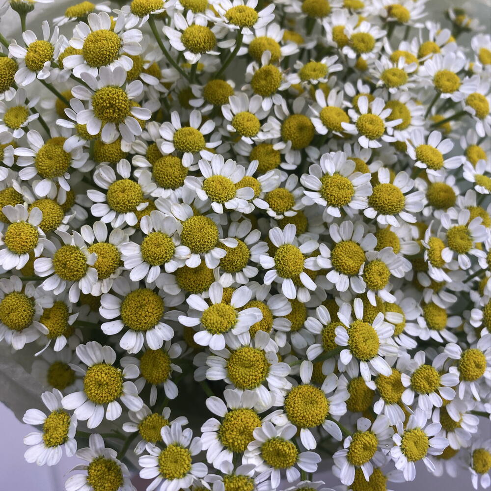 Охапка ромашек с поля 🌾