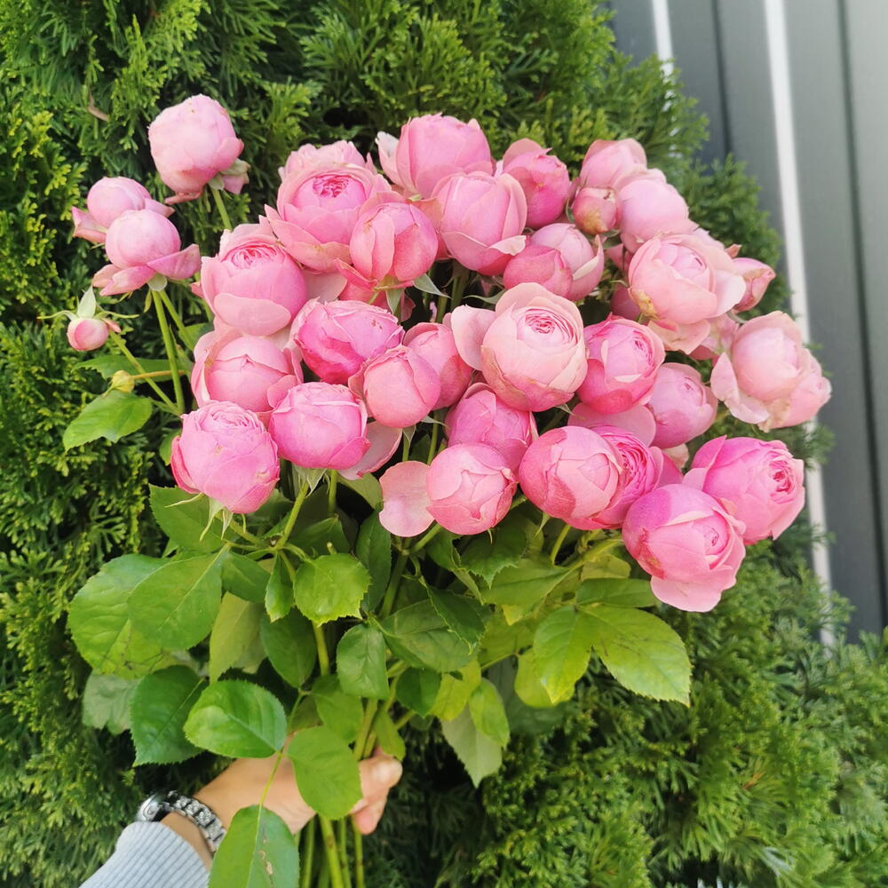 Сильва пинк 🌸