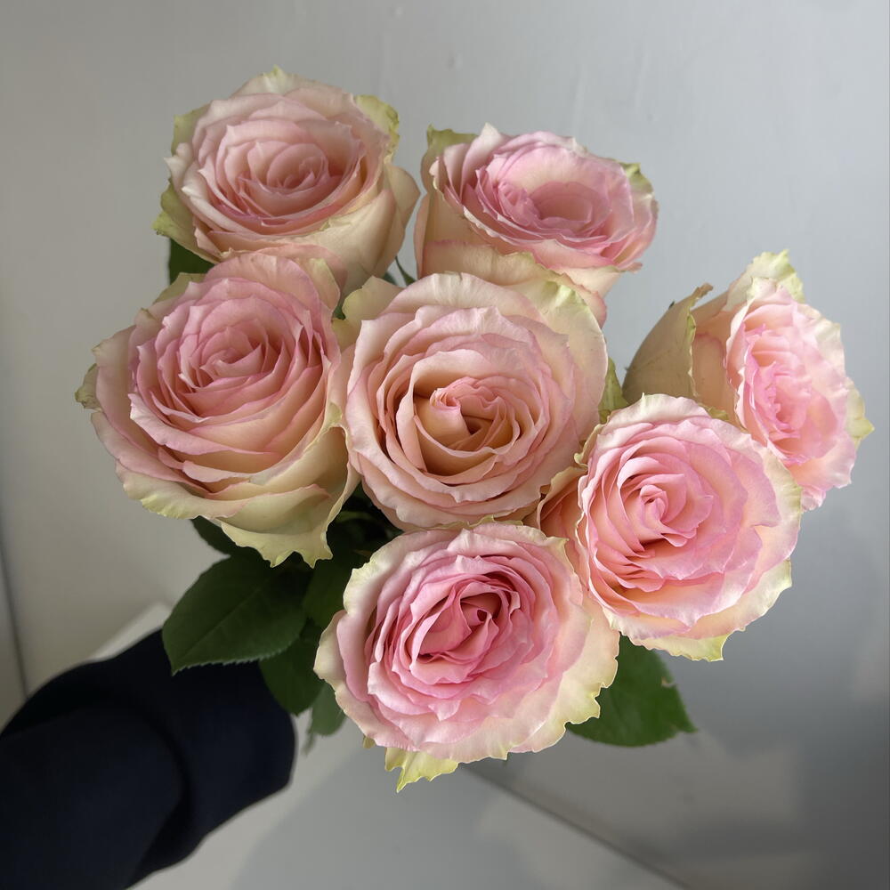 Розы нежные 🌸7
