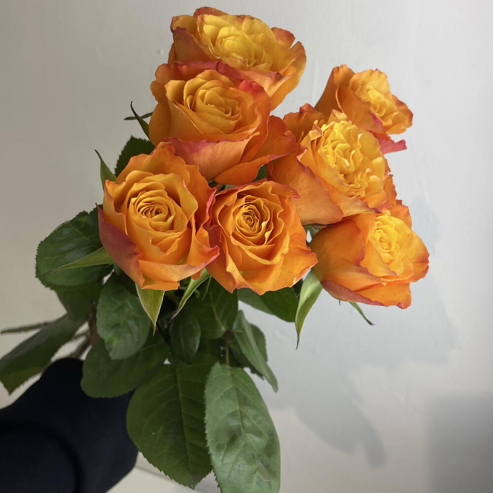 Розы рыжие 🧡7