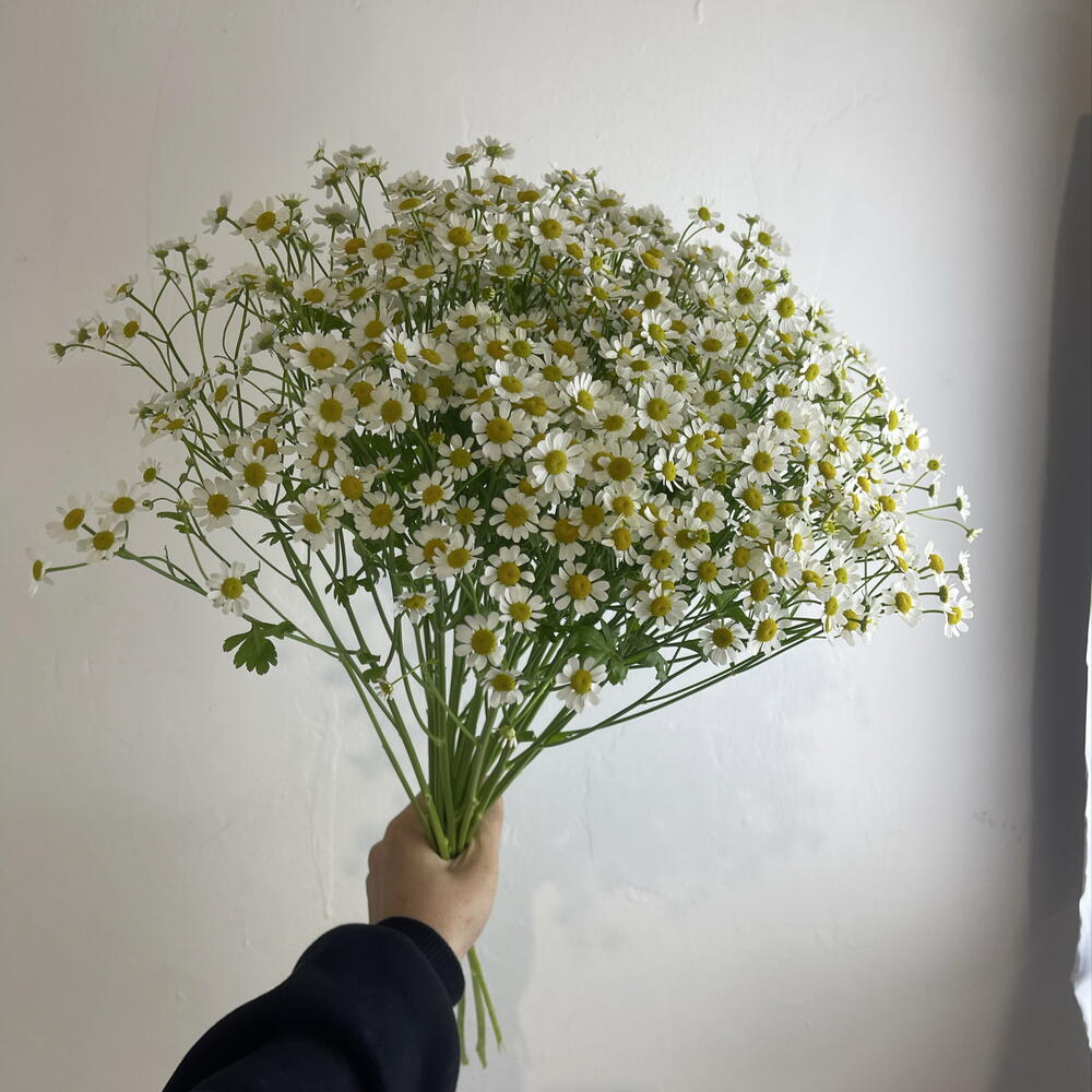Танацетум 25