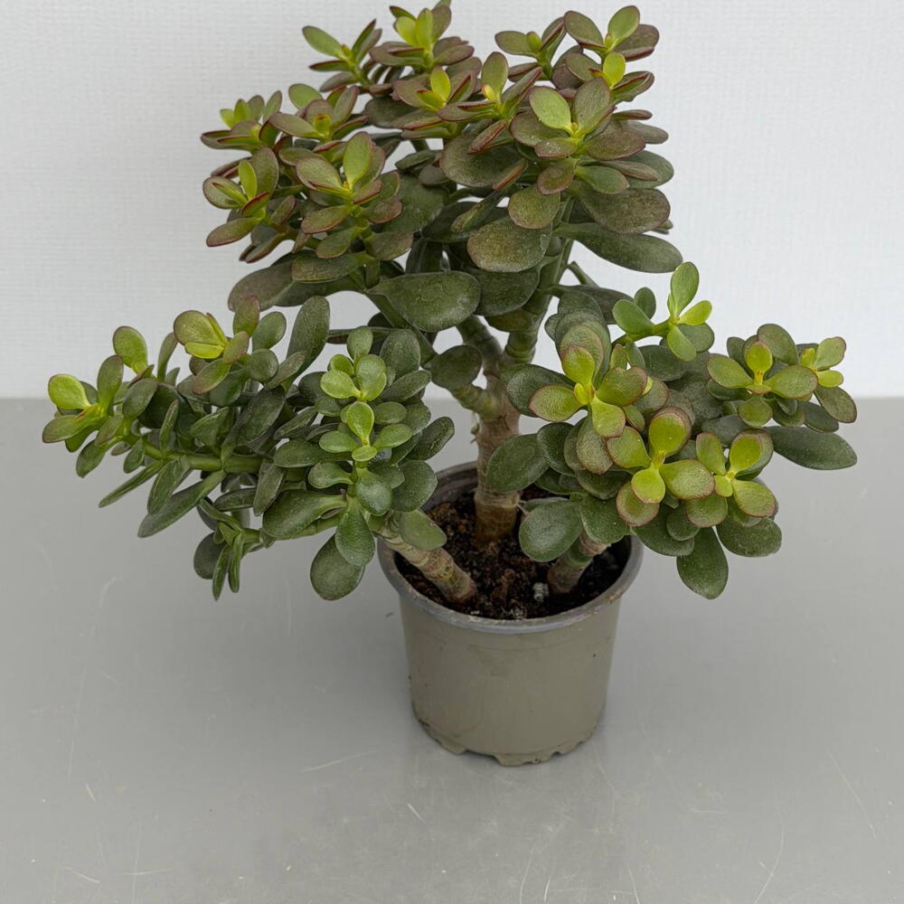 КРАССУЛА (CRASSULA) OVATA MINOR