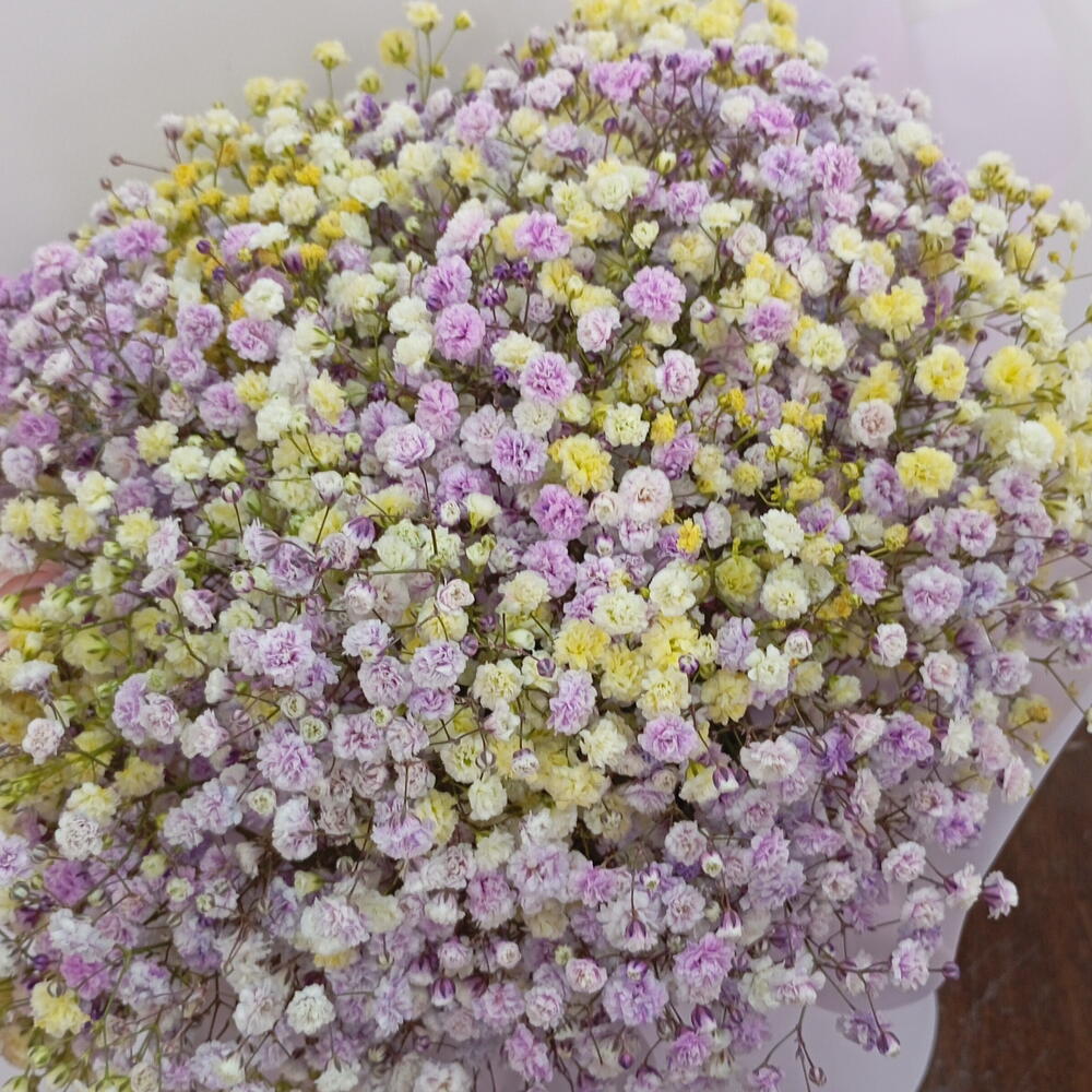 Пышная гипсофила 💜