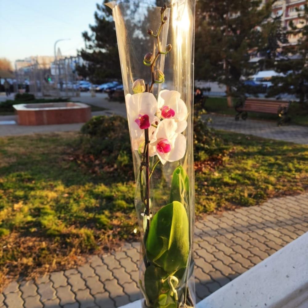 Орхидея