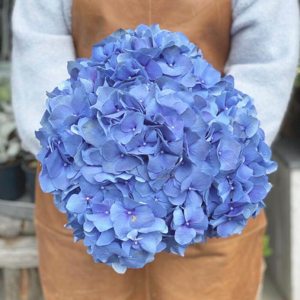 Голландская синяя гортензия, Цветы и подарки в Москве, купить по цене ...