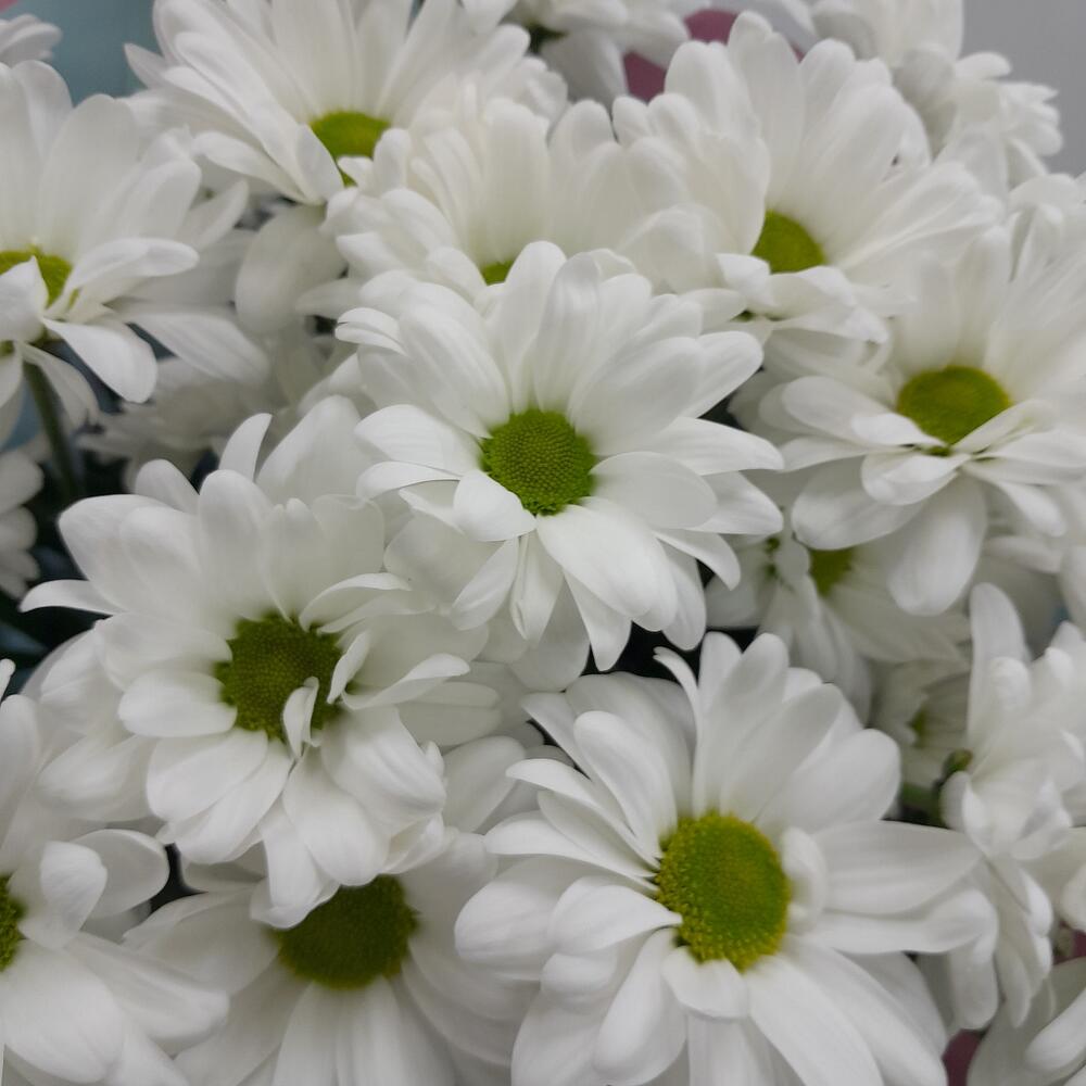 Daisies🌼